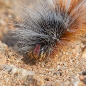 Anthela varia at Coree, ACT - 4 Feb 2022 09:01 AM