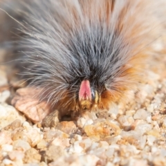 Anthela varia at Coree, ACT - 4 Feb 2022 09:01 AM