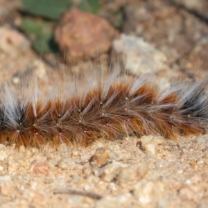 Anthela varia at Coree, ACT - 4 Feb 2022 09:01 AM