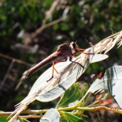 Colepia rufiventris (Robber fly) at Paddys River, ACT - 3 Feb 2022 by Ozflyfisher