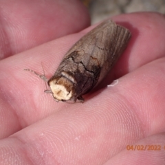 Discophlebia lucasii at Paddys River, ACT - 4 Feb 2022