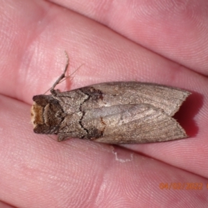 Discophlebia lucasii at Paddys River, ACT - 4 Feb 2022