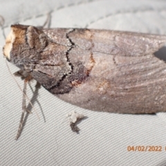 Discophlebia lucasii at Paddys River, ACT - 4 Feb 2022 09:19 AM