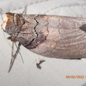 Discophlebia lucasii at Paddys River, ACT - 4 Feb 2022