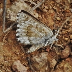 Lucia limbaria (Chequered Copper) at Ginninderry Conservation Corridor - 4 Feb 2022 by JohnBundock