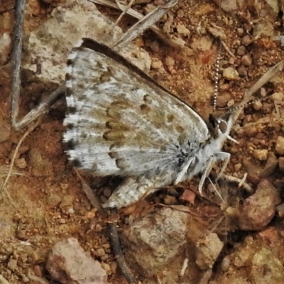 Lucia limbaria (Chequered Copper) at Ginninderry Conservation Corridor - 4 Feb 2022 by JohnBundock