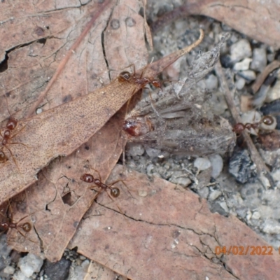 Aphaenogaster longiceps (Funnel ant) at Paddys River, ACT - 4 Feb 2022 by FeralGhostbat