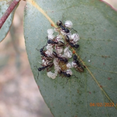 Dolichoderus scabridus (Dolly ant) at Gibraltar Pines - 3 Feb 2022 by FeralGhostbat