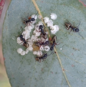 Dolichoderus scabridus at Paddys River, ACT - 4 Feb 2022