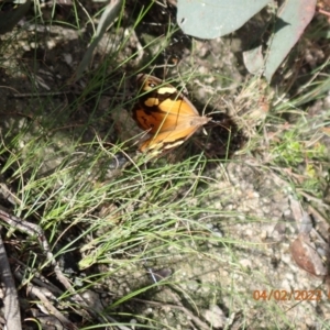 Heteronympha merope at Paddys River, ACT - 4 Feb 2022
