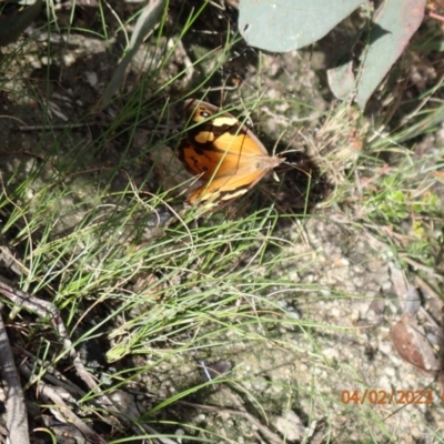 Heteronympha merope (Common Brown Butterfly) at Paddys River, ACT - 4 Feb 2022 by FeralGhostbat