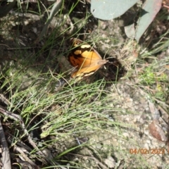 Heteronympha merope (Common Brown Butterfly) at Paddys River, ACT - 3 Feb 2022 by Ozflyfisher