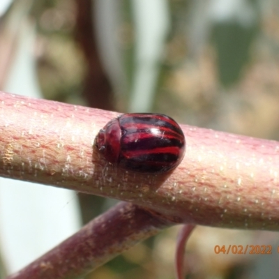 Paropsisterna stygia at Paddys River, ACT - 3 Feb 2022 by Ozflyfisher