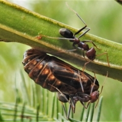 Iridomyrmex purpureus (Meat Ant) at Woodstock Nature Reserve - 4 Feb 2022 by JohnBundock