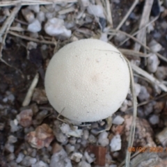 zz puffball at Paddys River, ACT - 4 Feb 2022 by FeralGhostbat