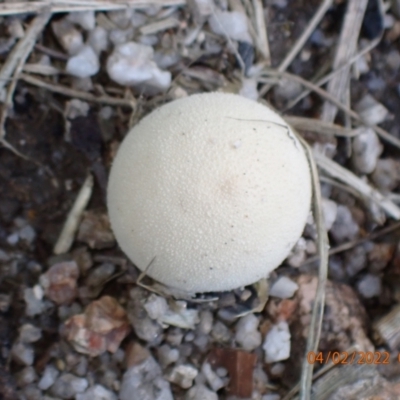 zz puffball at Namadgi National Park - 3 Feb 2022 by Ozflyfisher