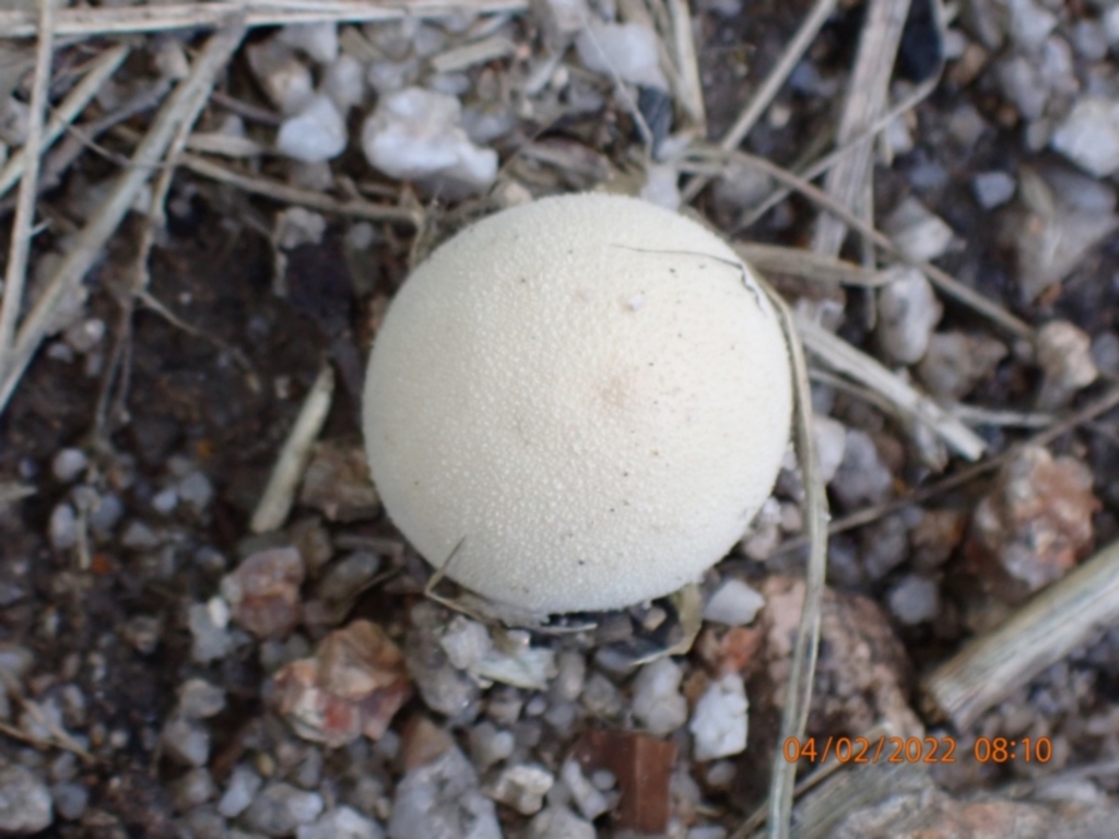 zz puffball at Paddys River, ACT - 4 Feb 2022