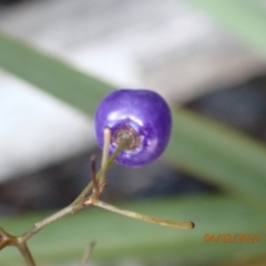 Dianella sp. (Flax Lily) at Paddys River, ACT - 3 Feb 2022 by Ozflyfisher