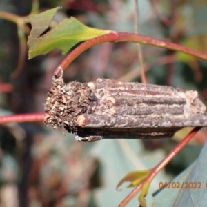 Clania lewinii & similar Casemoths at Paddys River, ACT - 4 Feb 2022