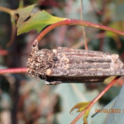 Clania lewinii (Lewin's case moth) at Namadgi National Park - 3 Feb 2022 by Ozflyfisher