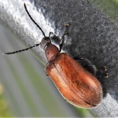 Ecnolagria grandis (Honeybrown beetle) at Holt, ACT - 4 Feb 2022 by JohnBundock