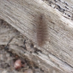 Asura (genus) (a Tiger moth) at Paddys River, ACT - 4 Feb 2022 by FeralGhostbat