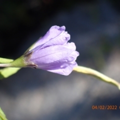 Thysanotus (Genus) (Fringe Lily) at Paddys River, ACT - 4 Feb 2022 by FeralGhostbat