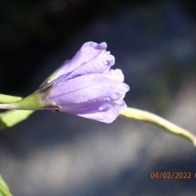 Thysanotus sp. at Paddys River, ACT - 3 Feb 2022 by Bugologist