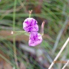 Thysanotus sp. at Paddys River, ACT - 4 Feb 2022