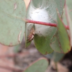 Opisthoncus sp. (genus) (Unidentified Opisthoncus jumping spider) at Paddys River, ACT - 3 Feb 2022 by Ozflyfisher