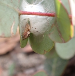 Opisthoncus sp. (genus) at Paddys River, ACT - 4 Feb 2022 09:43 AM