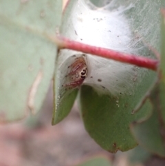 Opisthoncus sp. (genus) at Paddys River, ACT - 4 Feb 2022 09:43 AM