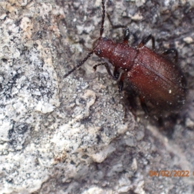 Ecnolagria grandis (Honeybrown beetle) at Namadgi National Park - 3 Feb 2022 by Ozflyfisher