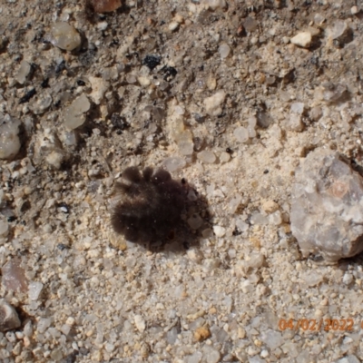 Unidentified Other insect at Paddys River, ACT - 3 Feb 2022 by Ozflyfisher