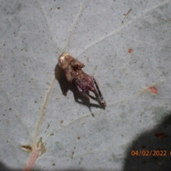 Cicadellidae (family) (Unidentified leafhopper) at Paddys River, ACT - 4 Feb 2022 by FeralGhostbat