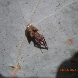 Cicadellidae (family) at Paddys River, ACT - 4 Feb 2022 09:47 AM