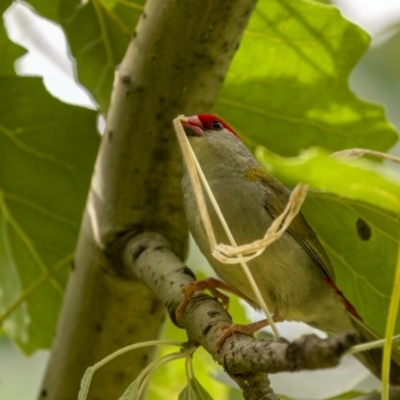 Neochmia temporalis (Red-browed Finch) at Fyshwick, ACT - 3 Feb 2022 by trevsci