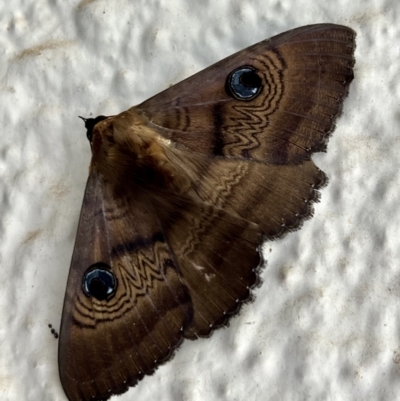 Dasypodia selenophora (Southern old lady moth) at Hughes, ACT - 3 Jan 2022 by ebristow