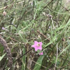 Convolvulus angustissimus subsp. angustissimus (Australian Bindweed) at Chapman, ACT - 4 Feb 2022 by EggShell