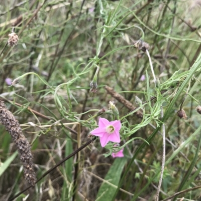 Convolvulus angustissimus subsp. angustissimus (Australian Bindweed) at Cooleman Ridge - 4 Feb 2022 by EggShell