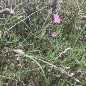 Convolvulus angustissimus subsp. angustissimus at Chapman, ACT - 4 Feb 2022 12:00 PM