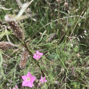 Convolvulus angustissimus subsp. angustissimus at Chapman, ACT - 4 Feb 2022 12:00 PM