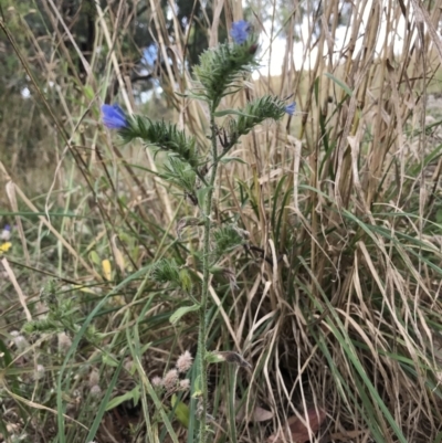 Echium vulgare (Vipers Bugloss) at Cooleman Ridge - 4 Feb 2022 by EggShell