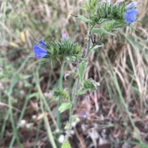 Echium vulgare at Chapman, ACT - 4 Feb 2022