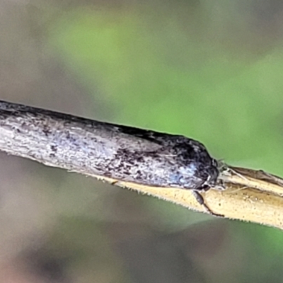 Oenochroa and Artiastis (genera) at Stromlo, ACT - 4 Feb 2022 by trevorpreston