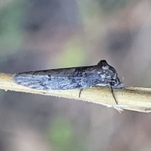 Oenochroa and Artiastis (genera) at Stromlo, ACT - 4 Feb 2022 04:44 PM