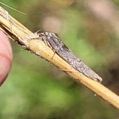 Oenochroa and Artiastis (genera) at Stromlo, ACT - 4 Feb 2022