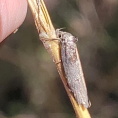 Oenochroa and Artiastis (genera) at Stromlo, ACT - 4 Feb 2022