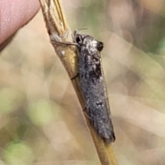 Oenochroa and Artiastis (genera) at Stromlo, ACT - 4 Feb 2022 04:44 PM