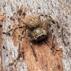 Neosparassus sp. (genus) (Badge huntsman) at Stromlo, ACT - 4 Feb 2022 by trevorpreston